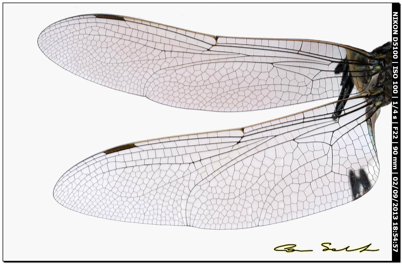 Aeshnidae, Anax parthenope? trovato morto